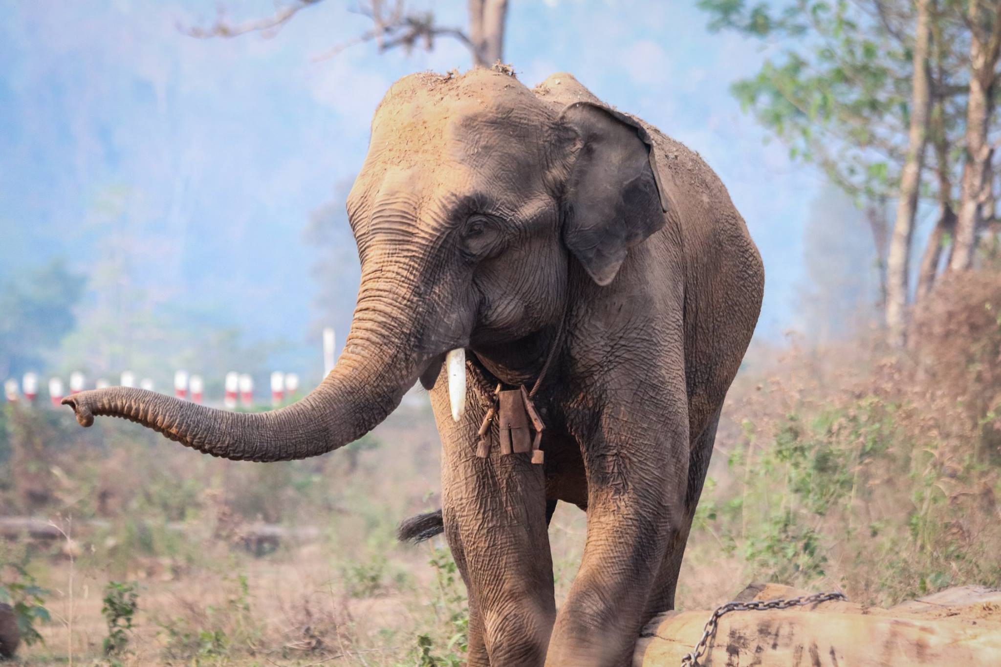 Myanmar Timber Elephant Project Myanmar 2017 Successful field work