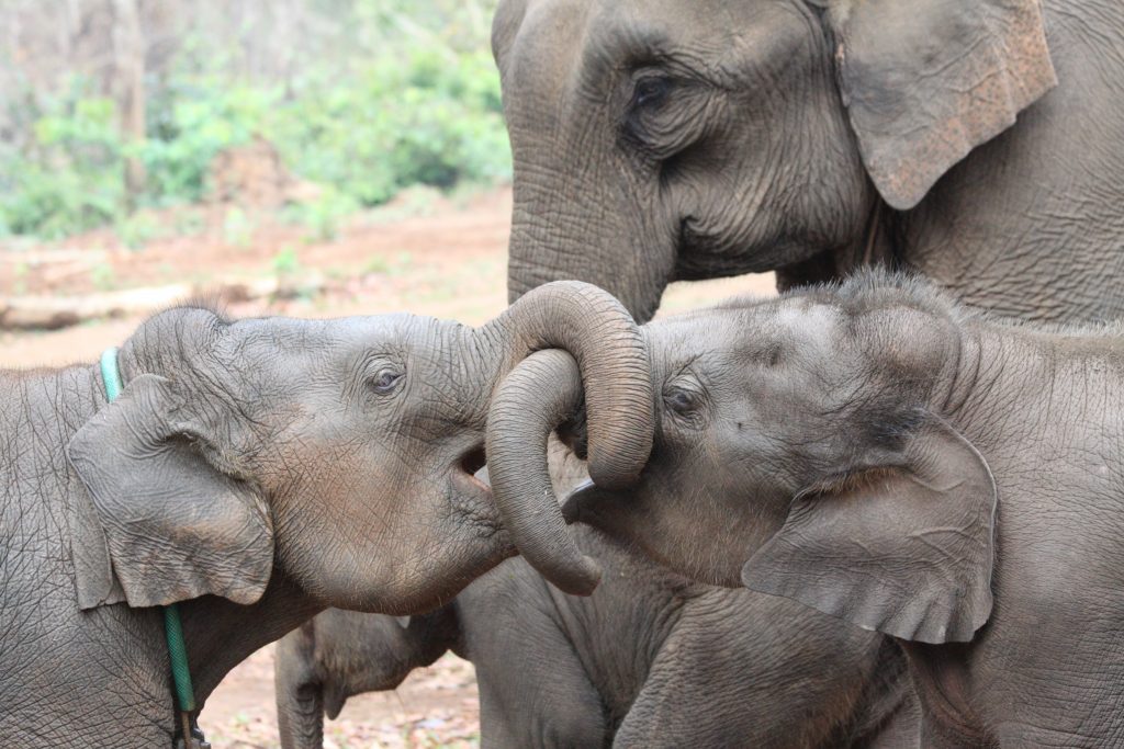Asian elephant siblings 2 credit Virpi Lummaa