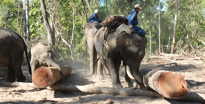 Half of timber in Myanmar is still extracted by using trained elephants, because access by vehicles is difficult, particularly in the mountainous areas, and such selective logging is more sustainable.