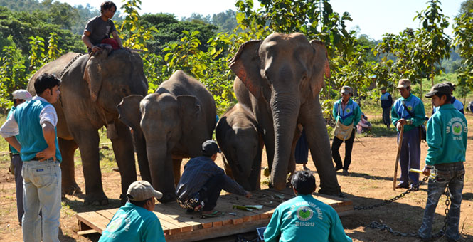 We use electronic scales for determining monthly variation in body weight of elephants with known life-history, documented in their logbooks. Because the timber elephants are very used to human handling and obeying their mahout commands, with a few treats and their mother’s support, even most babies are happy to step on the scale.