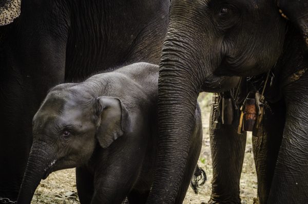 Asian elephant calves have help from their grans as well as their mums