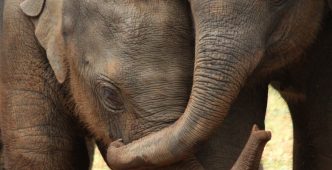 Asian elephant siblings credit Virpi Lummaa